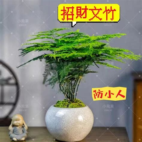 居家防小人植物